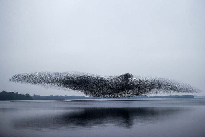 Starlings swarm together to confuse predators in something called a murmuration. Photographer James Crombie captured the precise moment they formed what resembles a giant bird.