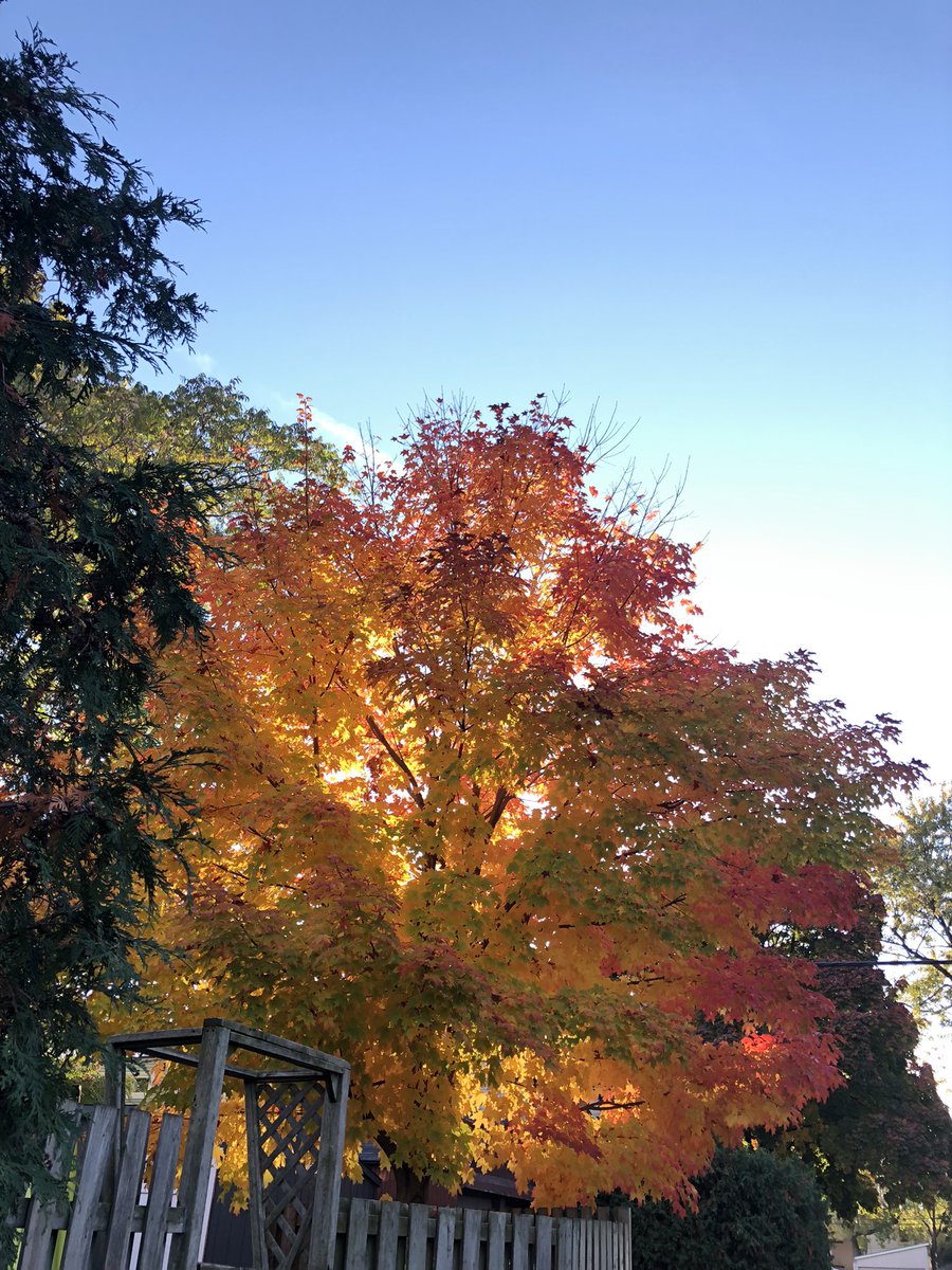 DrKateTO's tweet photo. @DGBassani The colours this year are so gorgeous! #ViewFromMyRun https://t.co/ry30DJID3w