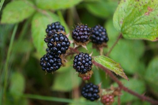 If you can, plant a native hedgerow in your garden or community. Much better than a fence! It'll soak up CO2 and could help hedgehogs, bees, frogs, butterflies, robins, bats, hoverflies, wrens, toads, dunnocks... Tips: bit.ly/2RCWKiE #nature #climateaction⁠ #wildlife