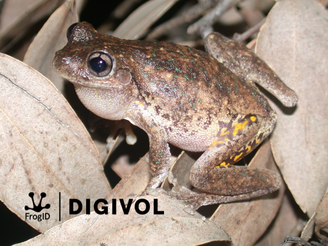 Have you had a go at identifying #FrogID frog call recordings on the new audio project  at <a href="/AMDigiVol/">DigiVol</a>? It’s your chance to participate in frog call identification! Register at DigiVol.org and listen to the latest set of recordings here: volunteer.ala.org.au/institution/in…
