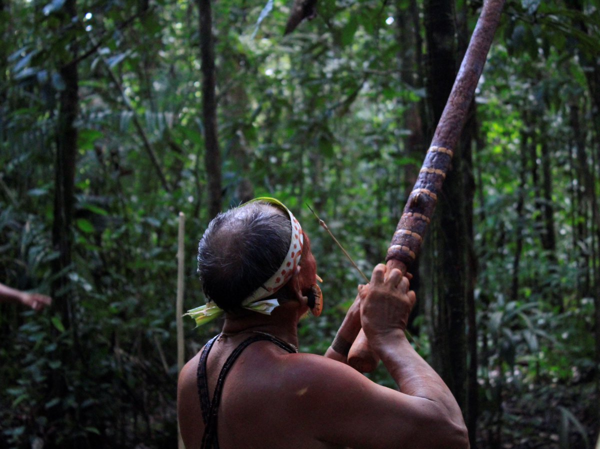 javariexped's tweet photo. A zarabatana é uma das principais armas de caça da etnia Matis, silenciosa e precisa na captura de animais para a alimentação do grupo.

#indigenouslanguages #valedojavari #atalaiadonorte #Amazonas #inigenous #expeditions #Amazonia #Etnoturismo #antropologia https://t.co/7xffXNLN6K