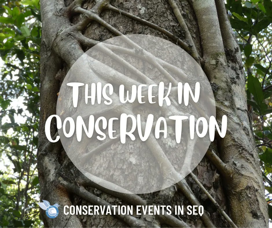 #ThisWeekinConservation Each Monday, we provide a curated list of upcoming conservation, ecology and citizen science related activities occurring throughout SEQ. Events are a great way to make new friends, learn something new and network. Find events here: buff.ly/3ennOhh