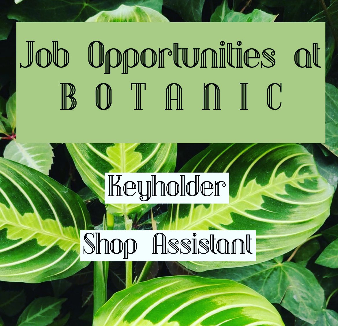 botanicyork's tweet photo. WORK AT BOTANIC!🪴 We are looking for some outgoing, plant loving people with the knowledge and confidence to advise our lovely, loyal customers on their plant purchases and plant care requirements. 

Two job roles are currently available; Keyholder and Shop Assistant. https://t.co/A8VGE5y9XS