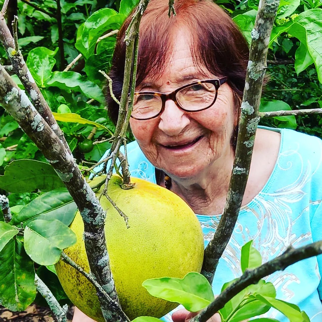 hbvirginiasrl's tweet photo. Doña Virginia verificando la madurez de las toronjas en La Hacienda.

#toronjas https://t.co/LvTmundkuE