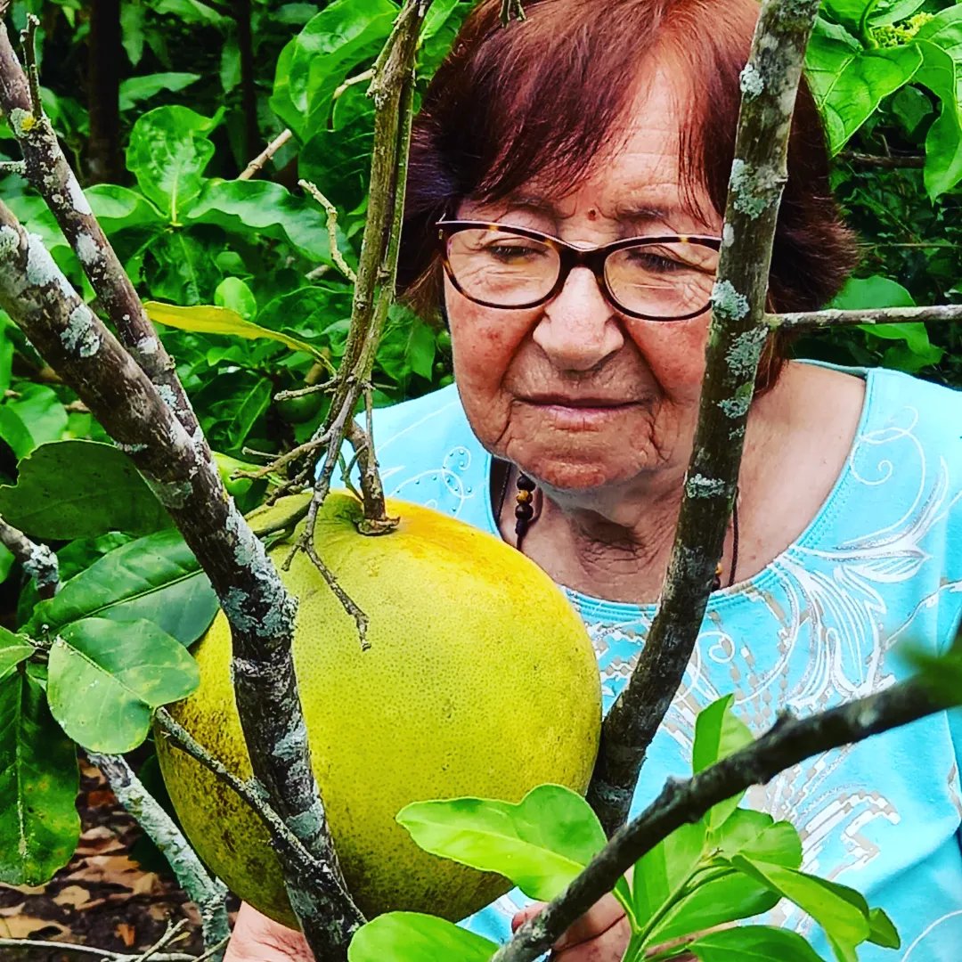 hbvirginiasrl's tweet photo. Doña Virginia verificando la madurez de las toronjas en La Hacienda.

#toronjas https://t.co/LvTmundkuE