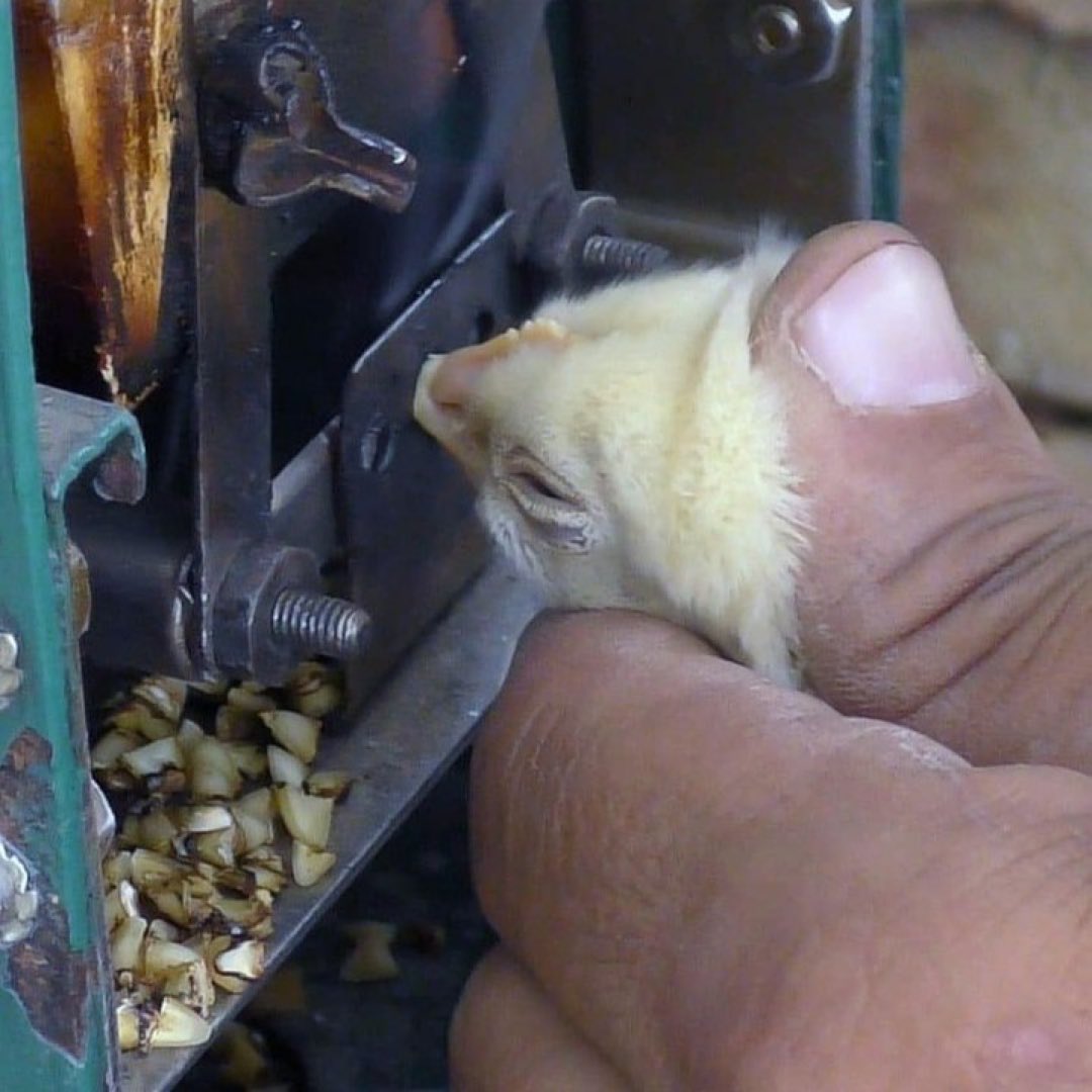 What you're seeing is a standard procedure at an egg farm. 

Chicks have the tip of their sensitive beaks cut off 💔

📸<a href="/Egg_Truth/">Egg-Truth</a>