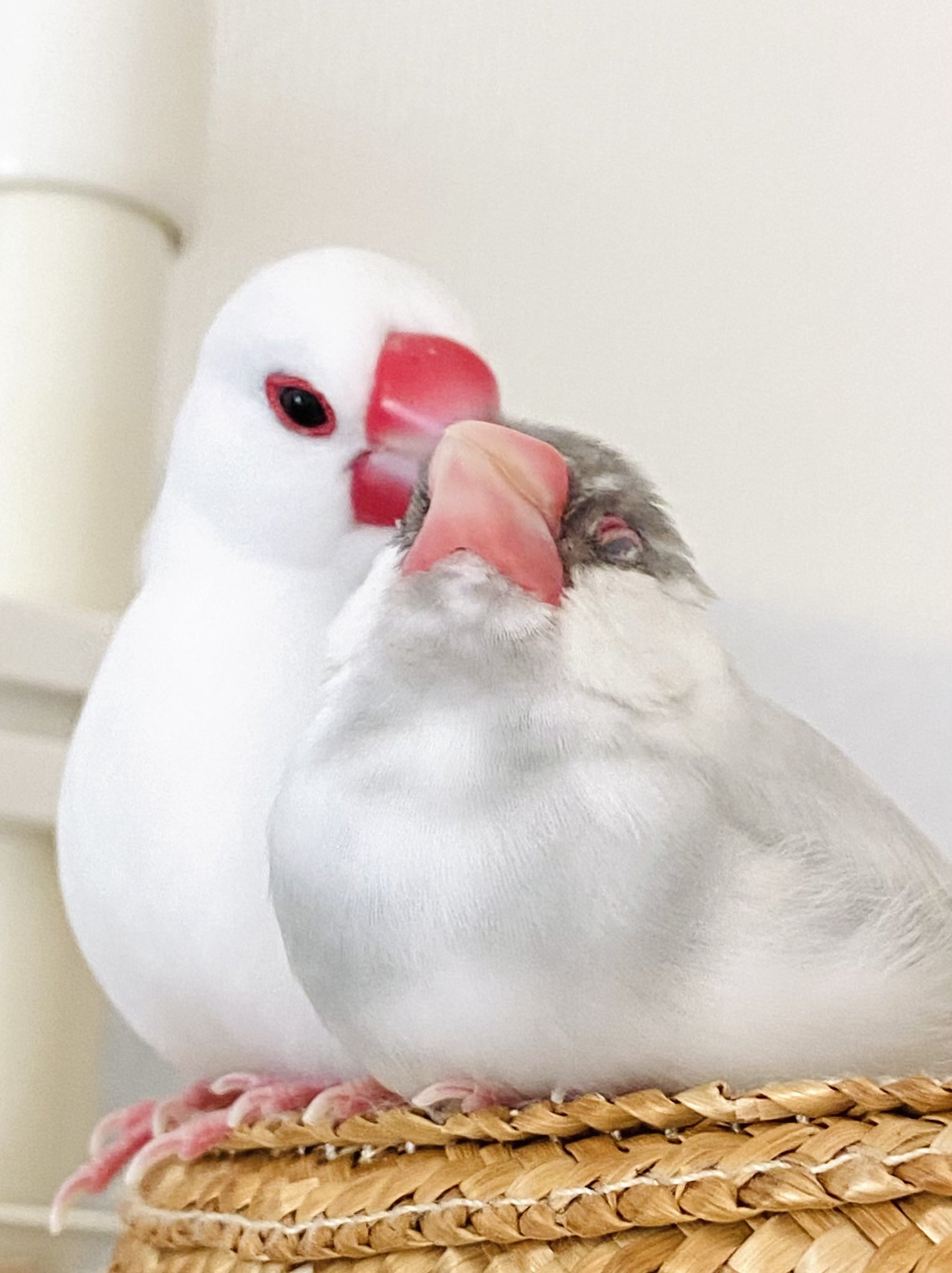 ドイリー❤️Happy wanko ならく様