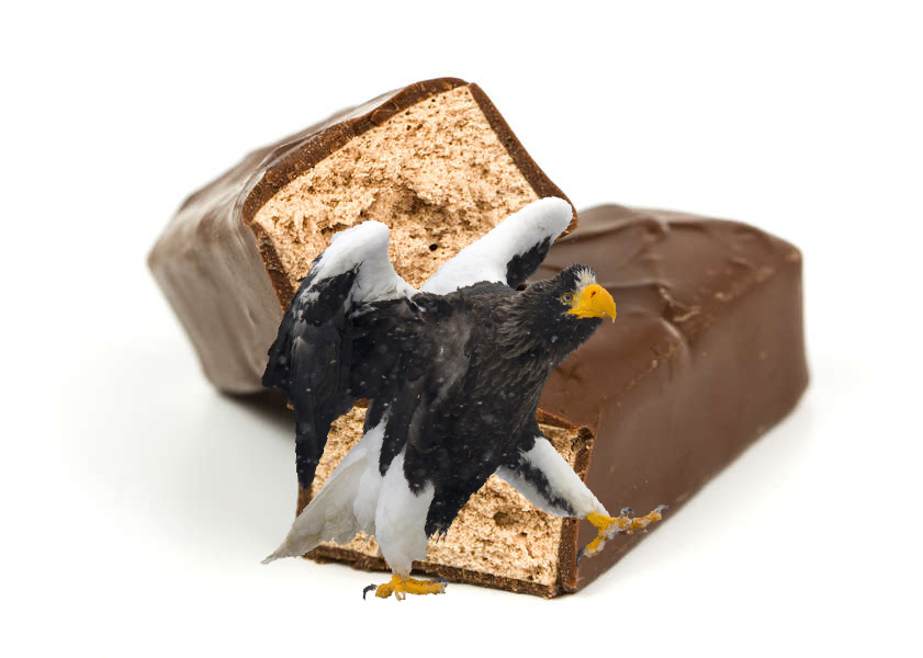 Be sure to check your kids Halloween candy this year... we just found the lost Stellar's Sea Eagle in a chocolate bar!