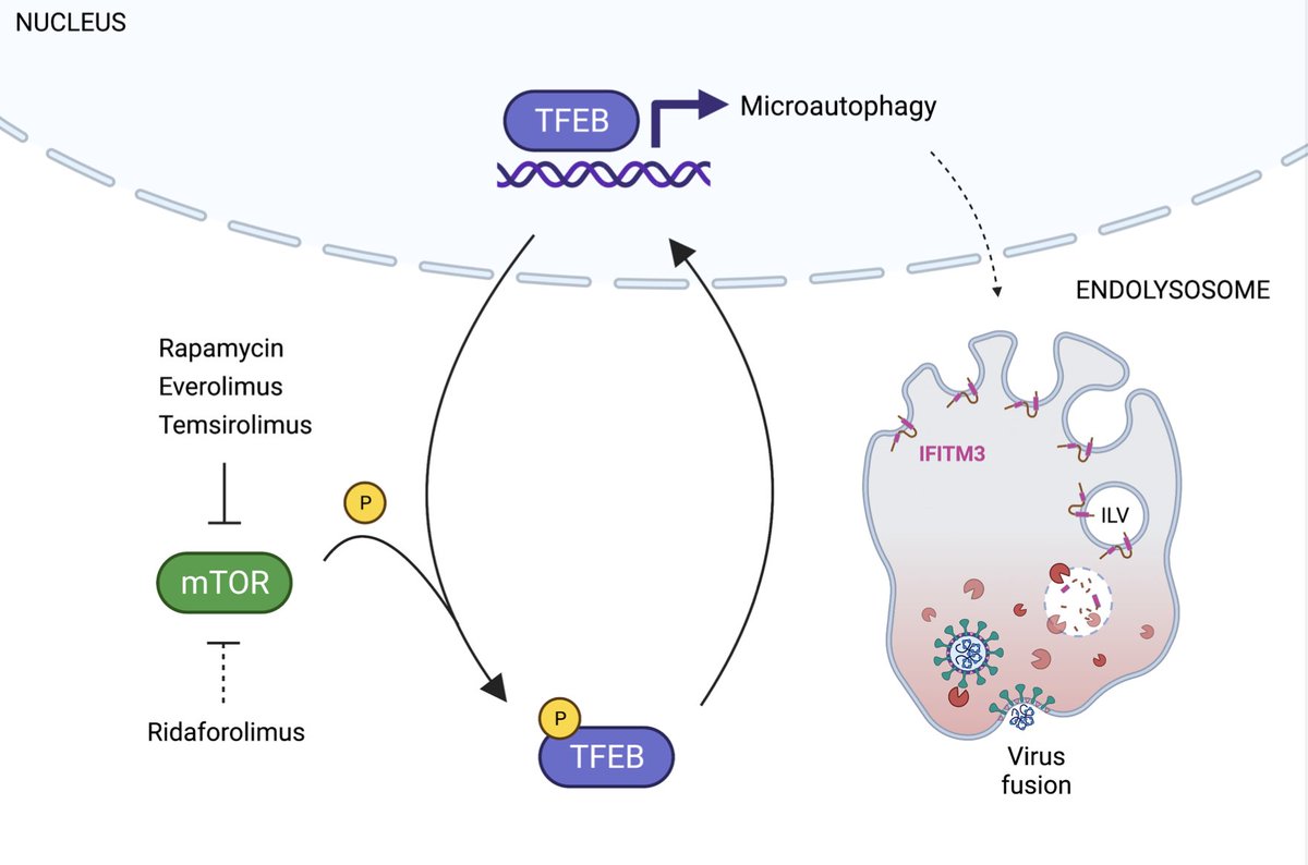 Alex Compton (@compton_lab) on Twitter photo Now online at JCI <a href="/jclinicalinvest/">Journal of Clinical Investigation</a>, we show that mTOR inhibitors promote cell entry of SARS-CoV2β£οΈand exacerbate viral disease. A great collaboration between NCI @NCIResearchCtr, NIAID <a href="/JonYewdell/">jon yewdell</a> <a href="/thebestviruslab/">Sonja Best</a> and OSU <a href="/YountLabOSU/">Jacob Yount</a>!
#SARSCoV2 #COVID19
jci.org/articles/view/β¦ Now online at JCI <a href="/jclinicalinvest/">Journal of Clinical Investigation</a>, we show that mTOR inhibitors promote cell entry of SARS-CoV2β£οΈand exacerbate viral disease. A great collaboration between NCI @NCIResearchCtr, NIAID <a href="/JonYewdell/">jon yewdell</a> <a href="/thebestviruslab/">Sonja Best</a> and OSU <a href="/YountLabOSU/">Jacob Yount</a>!
#SARSCoV2 #COVID19
jci.org/articles/view/β¦