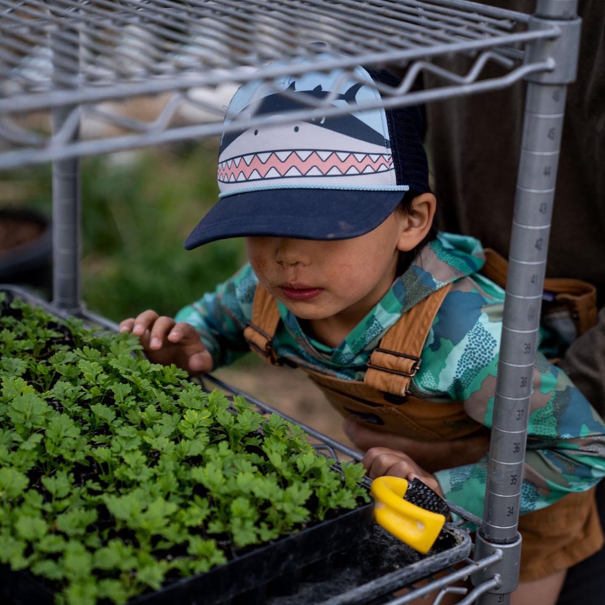 ScottJurek's tweet photo. Growing up in northern Minnesota, my family always had gardens. As much as I was less enthusiastic about weeding and rock picking, there were a lot of revelations gleaned by being connected to the land and growing seasons. I haven’t built our raised beds at home yet (tiny yard).. https://t.co/u3YUAavHoo