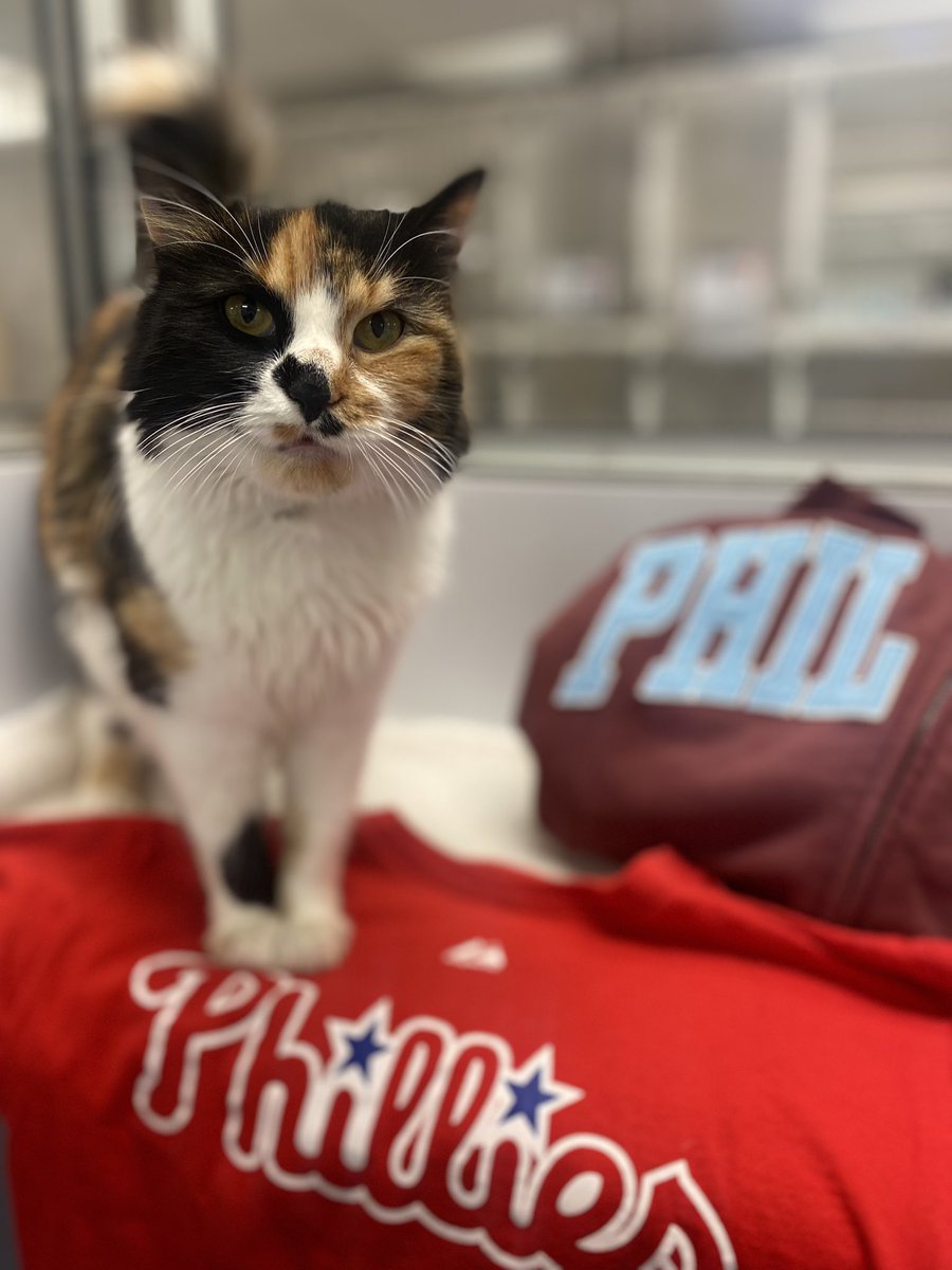 We told Wilder and Tonya that the @Phillies won, and in typical cat fashion, these were their “we are so excited” faces 🤣 #redoctober