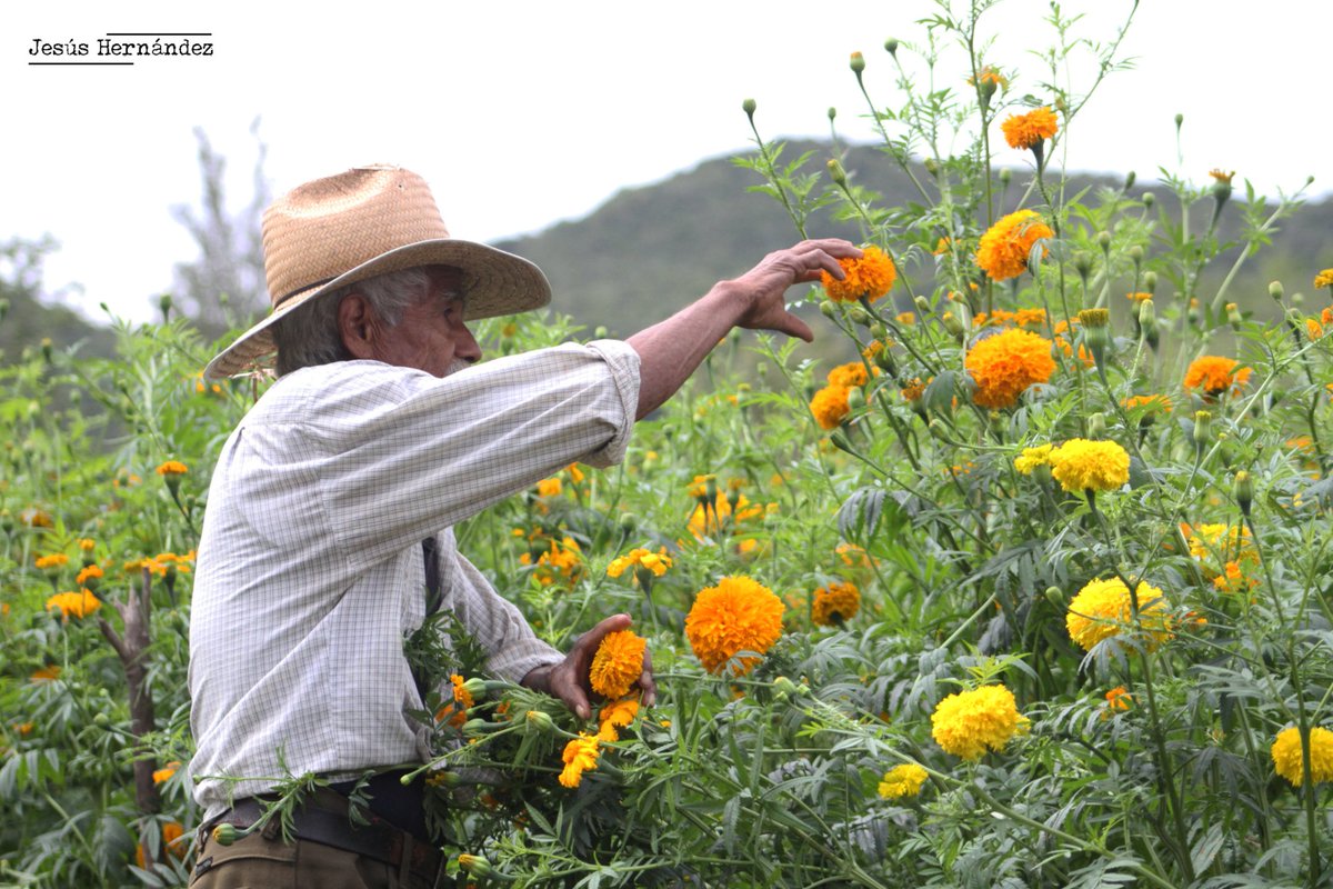 JesusHR82's tweet photo. Don Gaudencio Flores, seleccionando flores de Cempasúchil para la elaboración de cadena

#DiadeMuertos2022
#Parcelas
#Tixtla
#Tradiciones
#Cempasúchil https://t.co/boZzXXUeiE