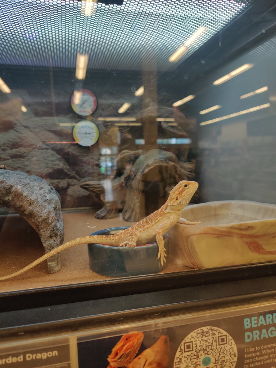 rosegoldwray's tweet photo. I usually don't look at the animals in the pet store because I don't even believe pet stores should have animals to sell unless they are rescue animals. But I saw this bearded dragon and I feel like we connected 😭🤧🧡 https://t.co/hYKioPZQDN