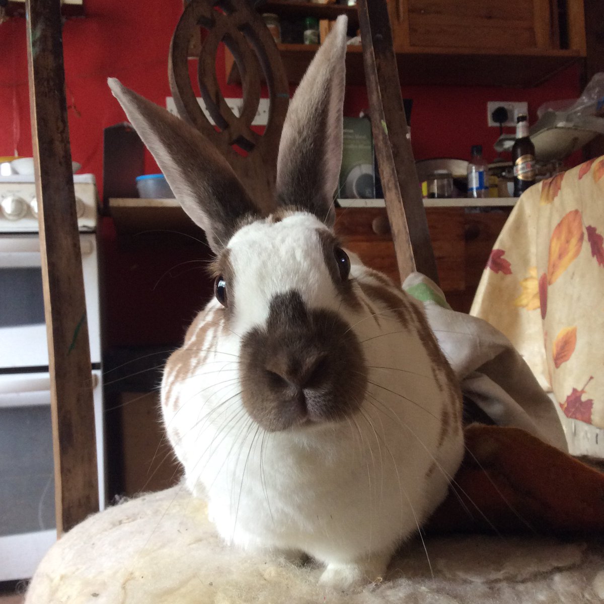 Bridget Bailey tweet media