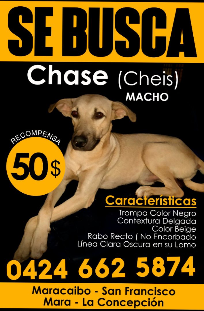 Ayudemos a <a href="/SuperGuaji/">Guajirito en bici 🚴</a>  para que pueda reencontrarse con su amado Chasse. Difunde, apoya, RT.SOS Maracaibo.
