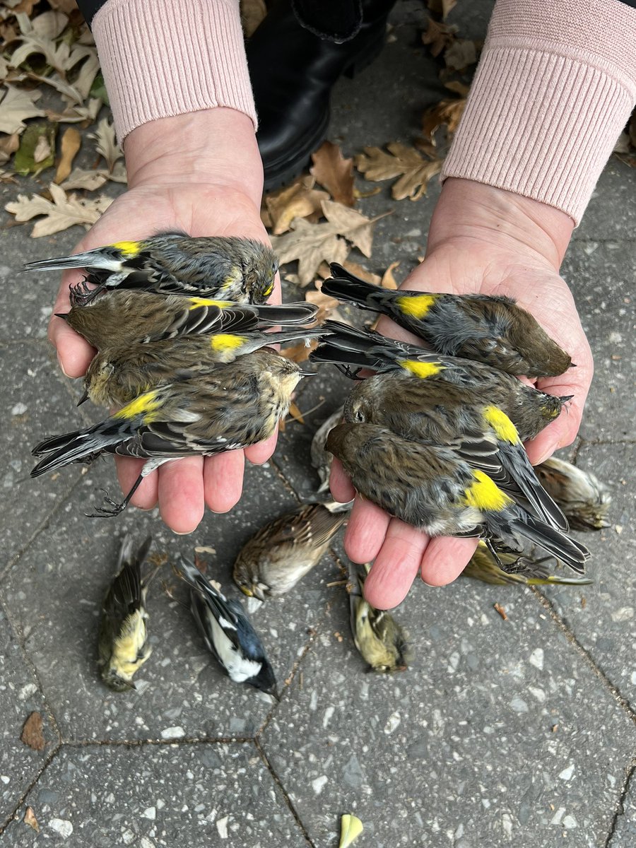 Before dawn today, hordes of songbirds flew in to NYC’s WTC area from their overnight journeys. They were everywhere, calling, flitting; so much activity. The trees were full of yellow-rumped warblers (& others) + it was beautiful + I am heartbroken that so many collided w glass.