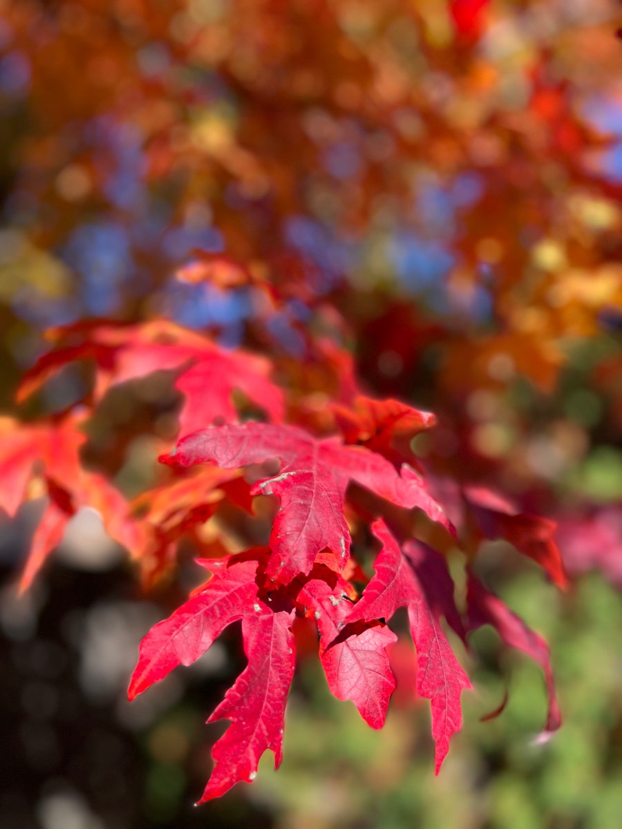 Get out and look at the leaves!