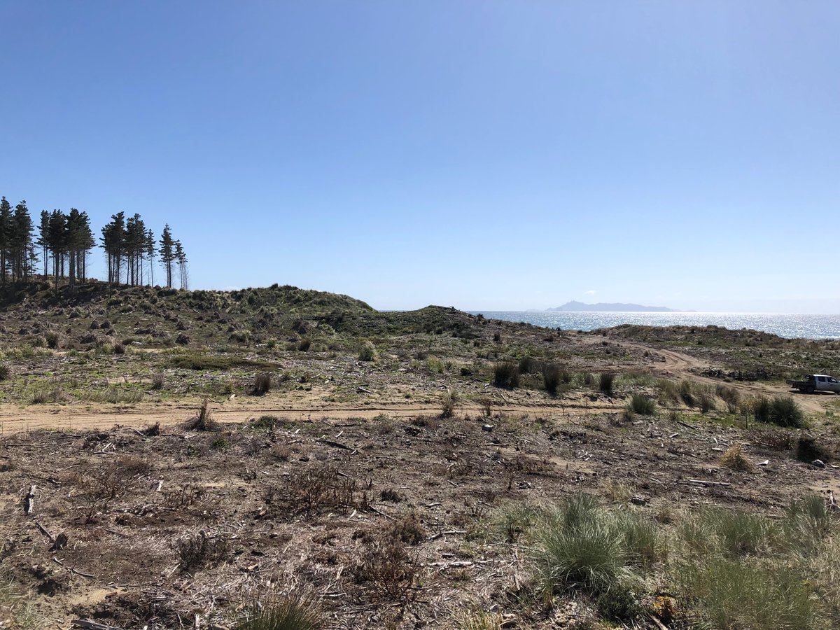 RileyJohnsGolf's tweet image. Congratulations to Coore &amp;amp; Crenshaw and Te Arai Links for opening up for play earlier this month. Such a special property and project. Here is a before and after sequence of the 6th hole being created, one of my favorite holes on the course. @billandbengolf