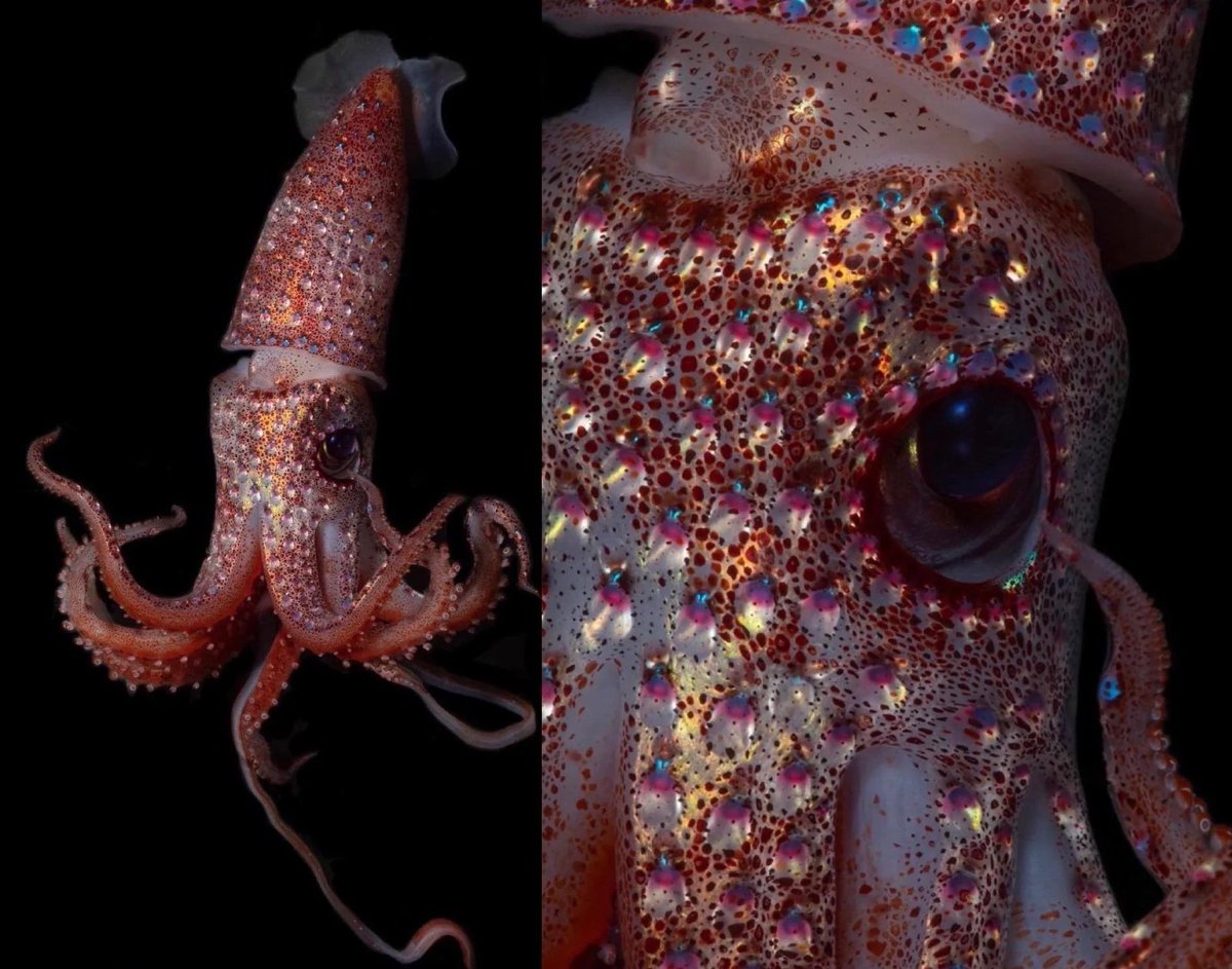 This is a strawberry squid!
They can be found in the tropical and subtropical waters of the Atlantic and Pacific Ocean.
Fun Fact!: These lil guys have lil glowing orbs called photophores used for communication and tons of other things!
It’s gonna be a great week! Be safe! ♡♡♡