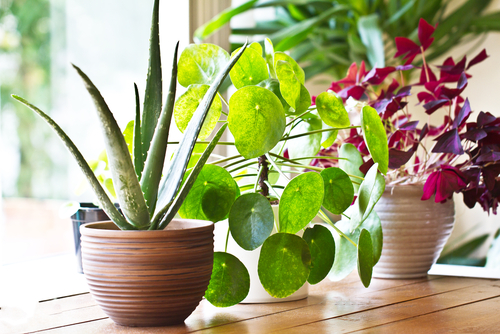 Your House Plants Aren’t Really Doing Much - daily-choices.com/like_50685/ #houseplants #plants