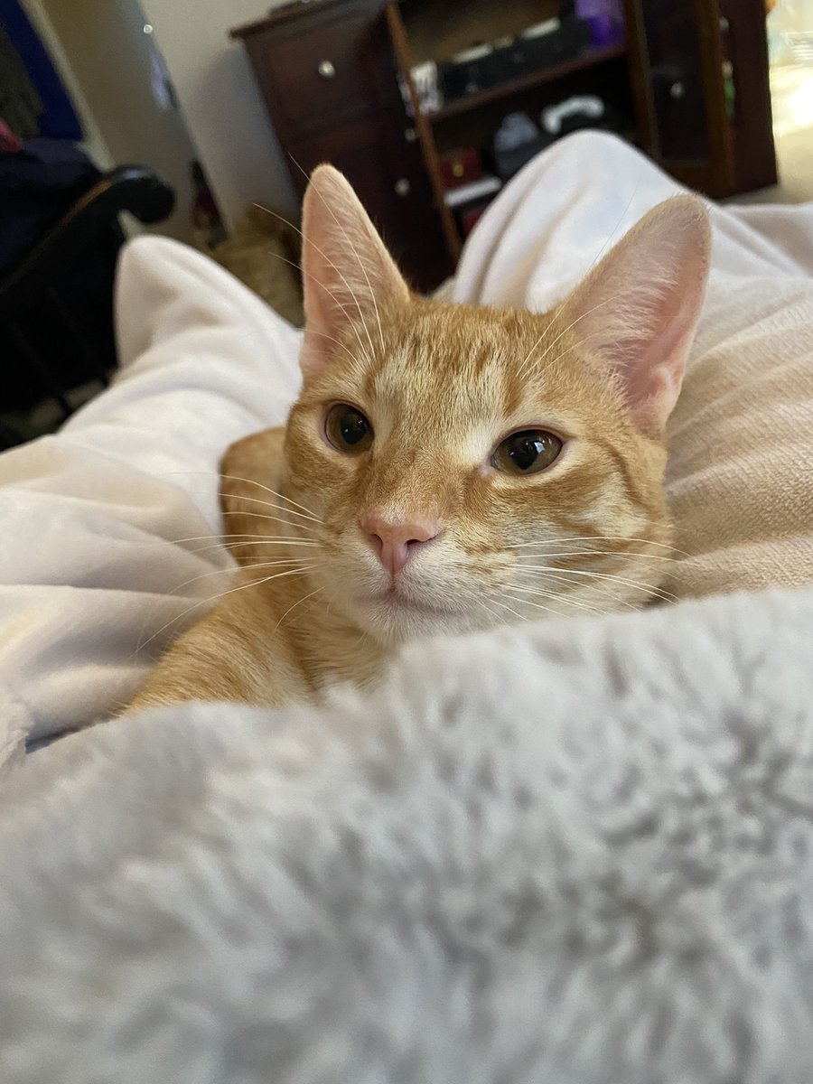 crystal4frog's tweet photo. @CatFoodBreath Salvatore Pawley Paw Prints 🐾 wants SNE to know his human grandparents love their Subaru &amp; their grand kitty  #SNELovesPets https://t.co/n5JUw7P1wm