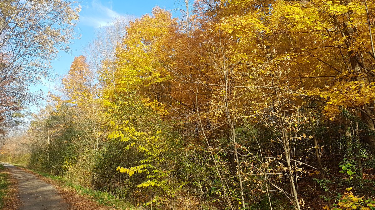 Beautiful #fall day and it was great to see several garter snakes out and about 
#herps