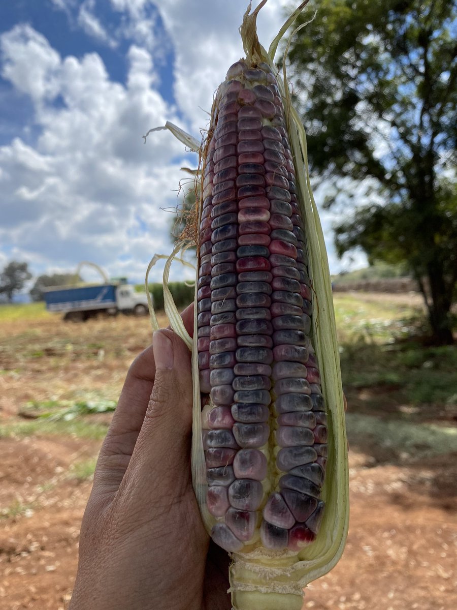 micasrey's tweet photo. Hay azules de los altos de Jalisco. #Maiz #Azul #MaizAzul #Campo #Agro #Jalisco #Labor #Paisaje https://t.co/vEq4gXyebP