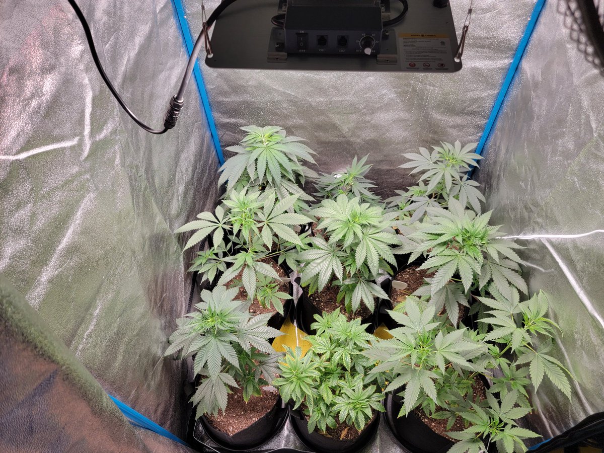 KC_Flower_Power's tweet photo. 1 last 👀 at the Blueberry Runtz &amp; Blueberry Runtz x Jack Herer testers from @SnGGenetics &amp; White Widow before putting the @spiderfarmerled #SF1000 on 12/12 at 7pm CST @SfVilina https://t.co/Vv68TtKUPM