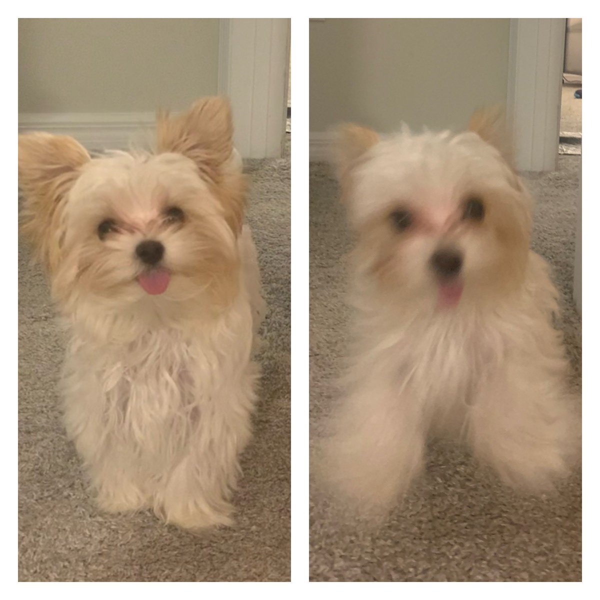 Beccabowsnyc's tweet photo. Dog attacks can happen at any time. Stay alert. https://t.co/4fyACZtFXq
