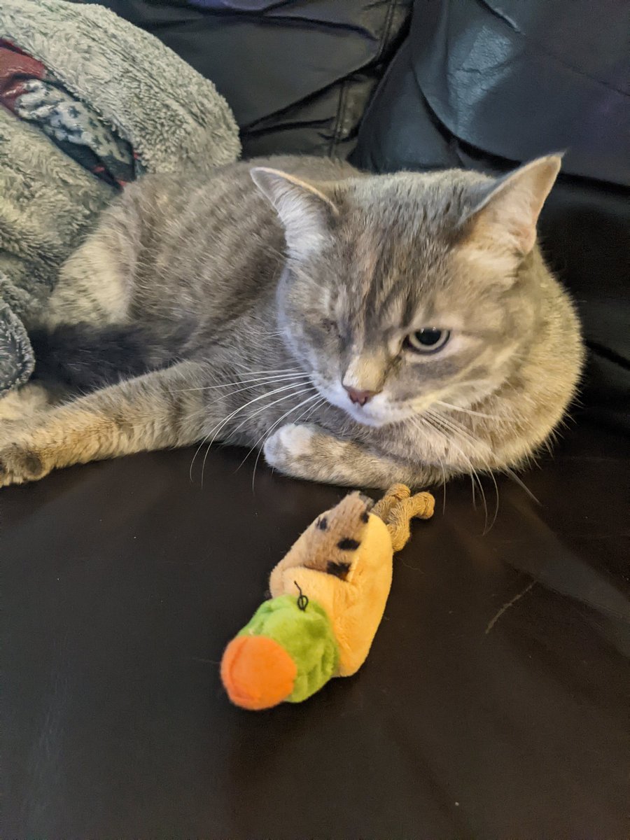 staceycommer's tweet photo. @jannarden This is Blinky! She is our one-eyed rescue kitty! https://t.co/9LlRwEnXHl