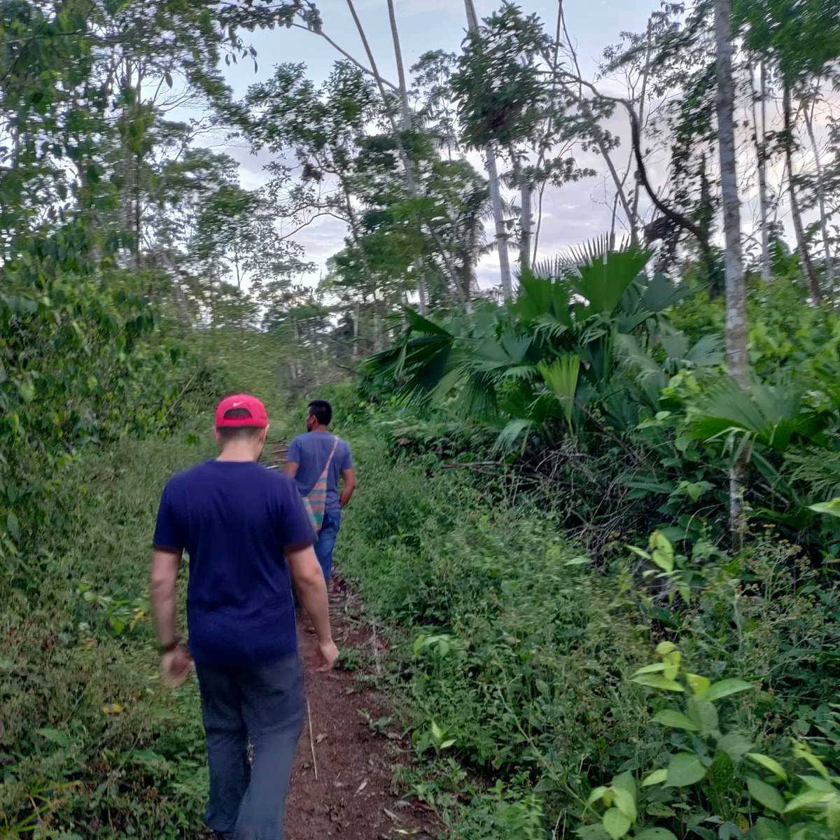 sasihere's tweet photo. An unexpected trip #lungsoftheearth #Amazon #rainforest #Ecuador 💚

It's said that if you brave the Amazonian jungle for 30 days, the spirits will bless you with the knowledge of the #Shaman (healing using the 40k species of plants there!)

@thelivegreenco #ancestralwisdoms https://t.co/sEZxvtFSAO