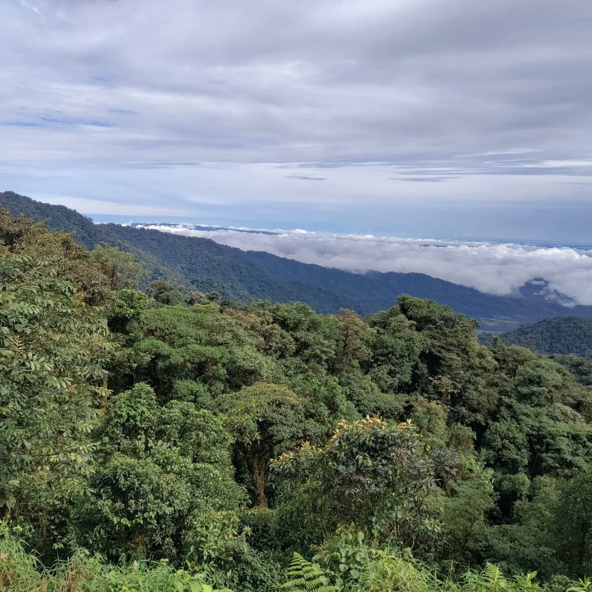Sasikanth C (@sasihere) on Twitter photo An unexpected trip #lungsoftheearth #Amazon #rainforest #Ecuador 💚
It's said that if you brave the Amazonian jungle for 30 days, the spirits will bless you with the knowledge of the #Shaman (healing using the 40k species of plants there!)
<a href="/thelivegreenco/">The Live Green Co</a> #ancestralwisdoms An unexpected trip #lungsoftheearth #Amazon #rainforest #Ecuador 💚
It's said that if you brave the Amazonian jungle for 30 days, the spirits will bless you with the knowledge of the #Shaman (healing using the 40k species of plants there!)
<a href="/thelivegreenco/">The Live Green Co</a> #ancestralwisdoms