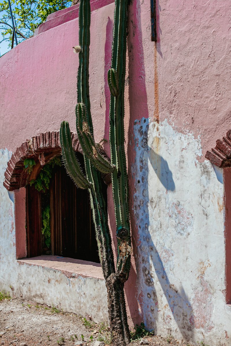 MatadorRest's tweet image. Desert beauties everywhere you look at @drinkfortaleza.