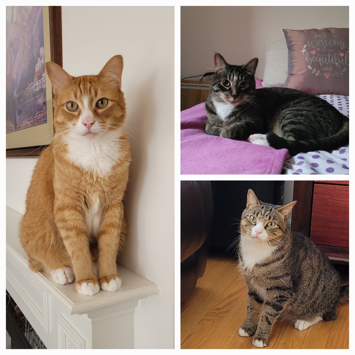 pez0368's tweet photo. @jannarden My 3 fur babies ❤️❤️❤️ https://t.co/hGgUomeMMS