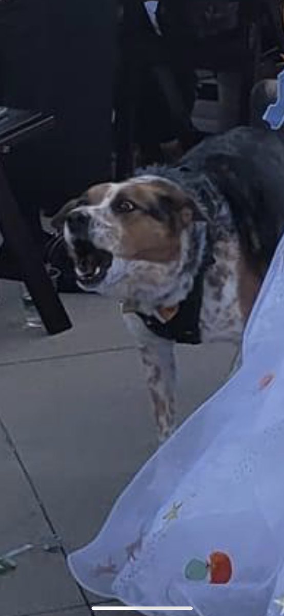 our dog pulled a “YAMEROOOOOO” while walking down the aisle