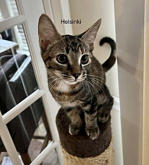 Hi! I'm Helsinki (tabby), a Female Domestic Shorthair Cat. #DomesticShorthair #Cat #BillytheKiddenRescue https://t.co/x7Hkg7OdV6 https://t.co/LB2Gs097uw