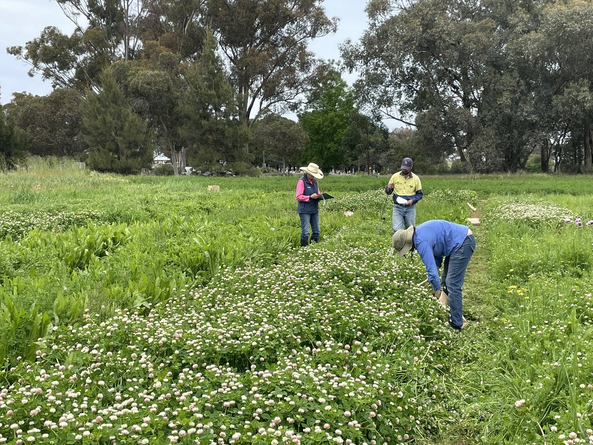 Matthew Newell (@newellm_matt) on Twitter photo Between rain fronts team Cowra managed to asses dry matter in our low methane pasture trial. Samples taken for quality minerals and gas emissions. 4perennial grasses and herbs in binary mixes with 6legumes with different tannin profiles <a href="/SuzBoschma/">Suzanne Boschma</a> <a href="/NSWDPI_Pastures/">NSW Pastures</a> <a href="/meatlivestock/">Meat & Livestock Australia</a> Between rain fronts team Cowra managed to asses dry matter in our low methane pasture trial. Samples taken for quality minerals and gas emissions. 4perennial grasses and herbs in binary mixes with 6legumes with different tannin profiles <a href="/SuzBoschma/">Suzanne Boschma</a> <a href="/NSWDPI_Pastures/">NSW Pastures</a> <a href="/meatlivestock/">Meat & Livestock Australia</a>