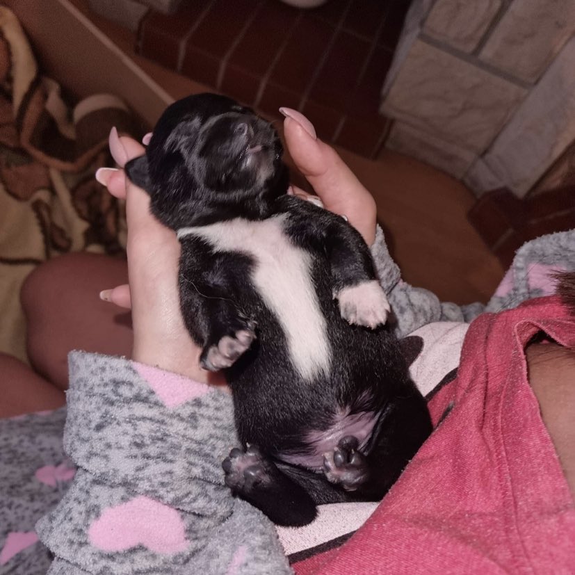 lasan89's tweet photo. !! PROSZĘ O RT !!
•
Sunia mojej cioci z SOSNOWCA została „zapylona” przez jakiegoś kundelka podczas pobytu na wsi i przedwczoraj urodziło im się sześć pięknych szczeniąt, które chcą oddać ZA DARMO w dobre ręce 🐶❤️🏠 Sunia jest rasy Samoyed także maluszki na pewno urosną+ https://t.co/nDe7FKKQ0u