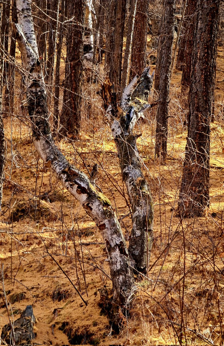 satso999's tweet photo. Эдгээр зургуудаас Тоншуул шувууг олоорой. Жинхэнэ байгалийн өнгөлөн далдлалт гэж гайхалтай. #RealHiddenPicture #Optical_illusion https://t.co/sCZ9n044zO