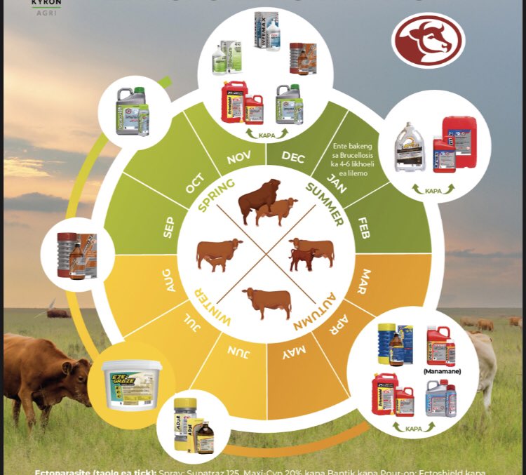 Some knowledge bagolo that can help manage your cattles #beefproduction @ThaboDithakgwe @AFGRI1 #africaninfarming
