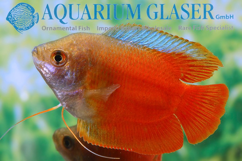 aquariumglaser's tweet photo. #Colisa #lalia now #Trichogaster #fasciata
find more details and pics @ https://t.co/kgExUnMeDk https://t.co/FYTwT7ooQY