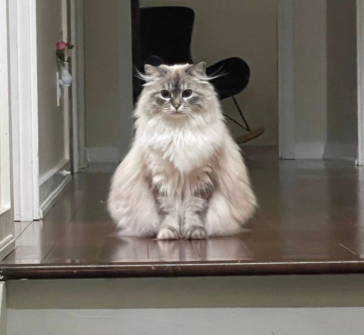 “Rise of the meow , Die of the Woof”. We are coming for all the 🐶🐕
$Masya #Masya #CatSzn 

medium.com/@vitoshibuteri…