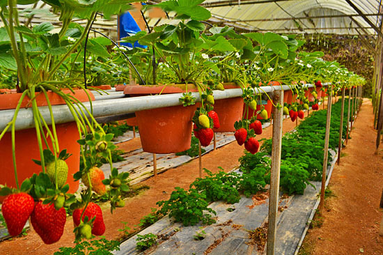 ModernAgUpdates's tweet photo. You need capital and trainings to a successful farmer!
Do you agree? https://t.co/69Ab0j5SJs