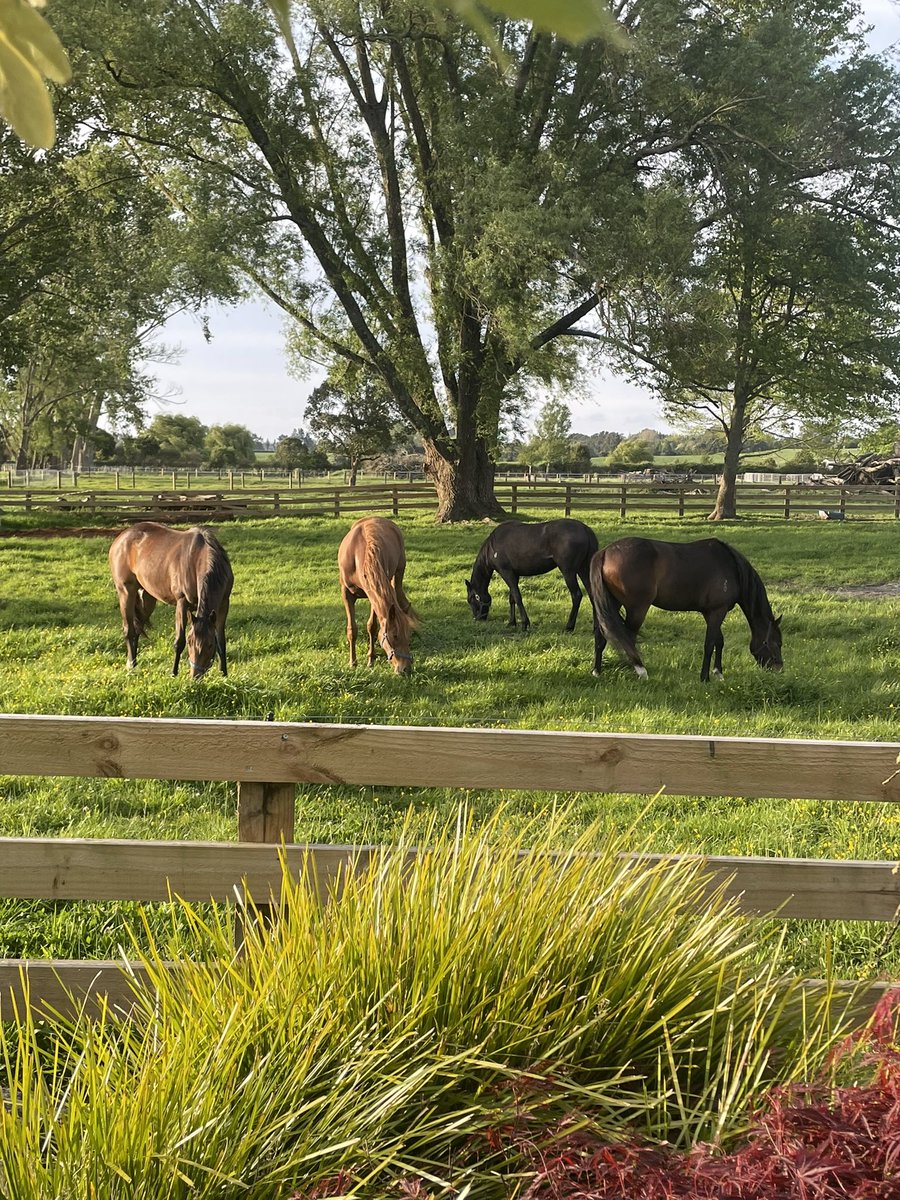 Just love looking out the living room window…