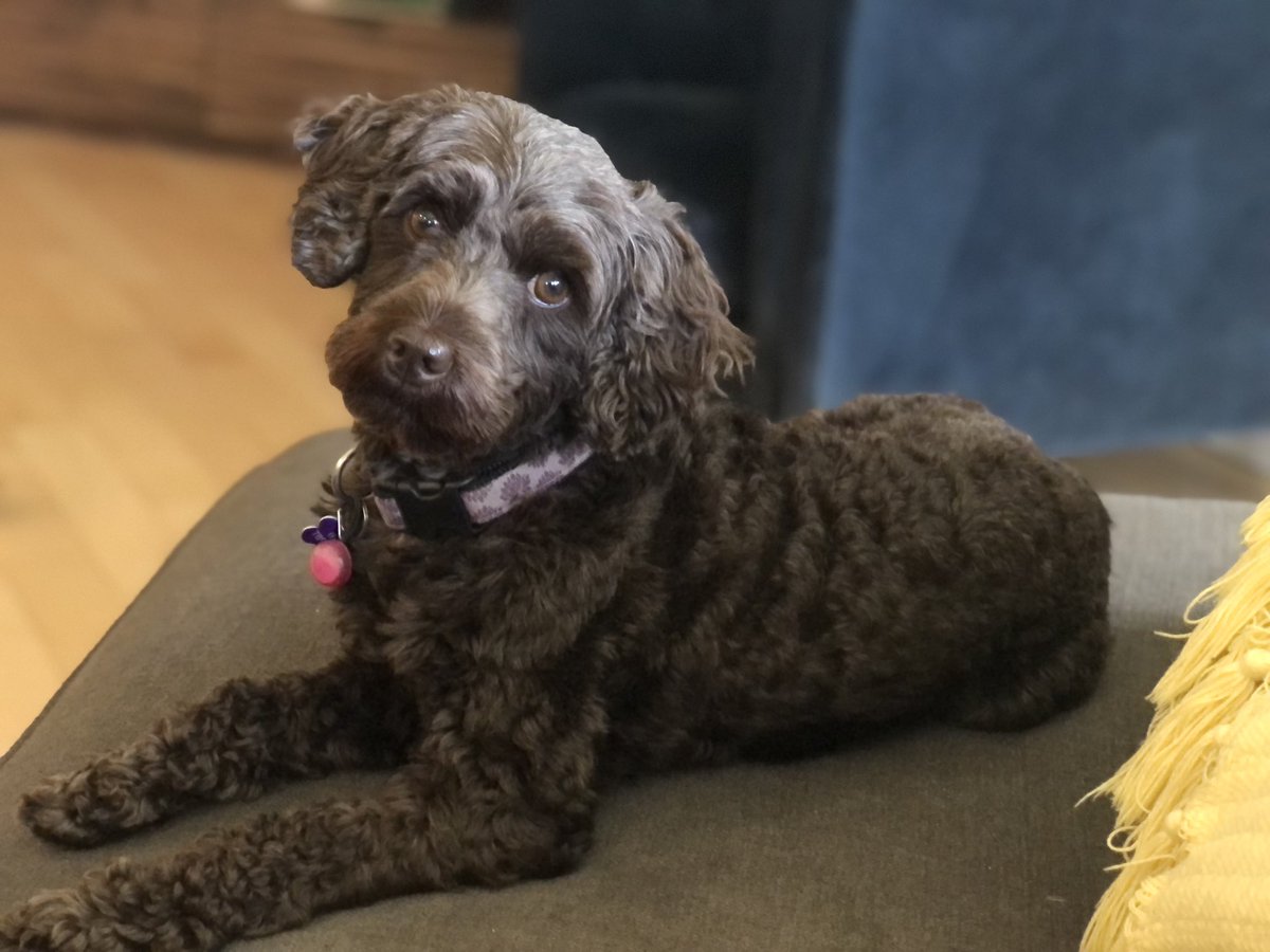 Henryskeeper's tweet photo. @jannarden Hi Jann, this is my beautiful Eva. https://t.co/2T1g8xtJ3d