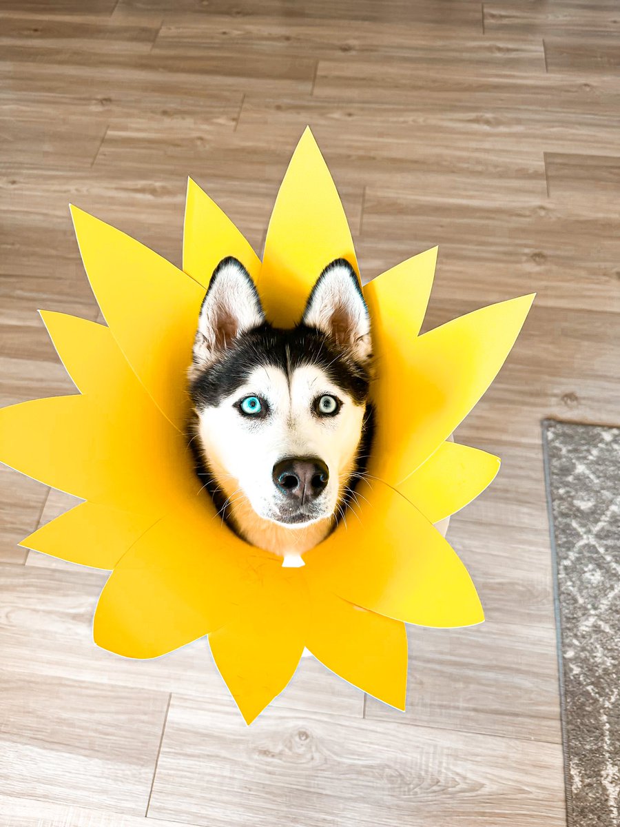skylarsage_news's tweet photo. How do you dress Zara’s up for Halloween when she’s got a cone? I think we nailed it. #zarab https://t.co/Q9zXj7gFg0