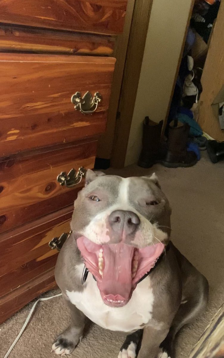 The vet Tec just messed me and said she’s doing worse. And they want to do exploratory surgery to try to find out what’s wrong. Thank god they offered to let me make payments so I can try to save my baby.