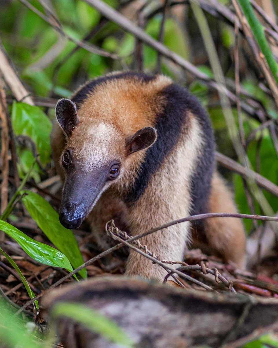 We can't get enough of these adorable anteaters. Did you know that they are known in Spanish as the 'ant bear?' 📍: Corcovado National Park 📷 : el_montanaro