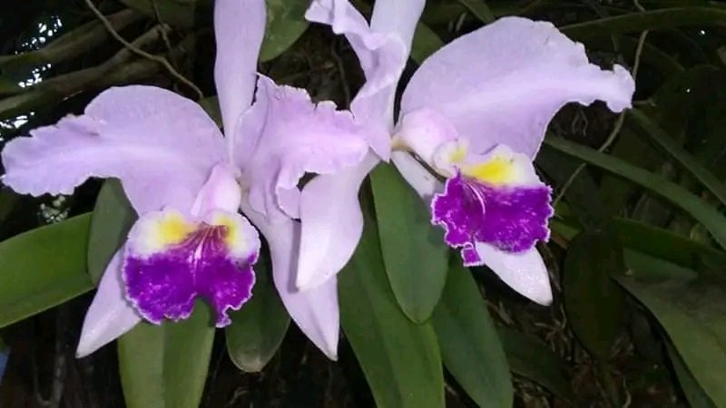 <a href="/Amalialvarez10/">Amalia Álvarez 🇨🇺</a> <a href="/CarmenJosefaMa3/">Carmen Josefa Martinez (Fefita)</a> <a href="/Mariela88257812/">Mariela</a> <a href="/YAVelzquez1/">Mambí Rebelde ☭🇨🇺</a> <a href="/Viltre2/">Viltre 🇨🇺</a> <a href="/Aleon871/">Albert.</a> <a href="/CeciCuba/">CeciCuba 🇨🇺</a> <a href="/zurdoBo7/">Zurdo ☭</a> <a href="/DraBettyCY/">DraBetCYe</a> <a href="/BettyLaRosa12/">Betty la🌹</a> <a href="/AlasDeAmorCuba/">AlasDeAmor🇨🇺</a> <a href="/LuisMar30727764/">Luis Mario</a> <a href="/Eduardo18420101/">Eduardo</a> <a href="/PequeGigante4/">PequeGigante</a> <a href="/DeZurdaTeam_/">DeZurdaTeam 📳</a> <a href="/Chevara63/">★ Ché Guevara ★</a> <a href="/MariposaRebeld1/">ℳ𝒶𝓇𝒾𝓅ℴ𝓈𝒶 ℛℯ𝒷ℯ𝓁𝒹ℯ ☭.ೃ࿐</a> <a href="/Sucelreyes1/">Sucelreyes</a> <a href="/Betina_PM/">Betina PM</a> <a href="/Mariade44899581/">María de los Angeles</a> @isypaloma <a href="/gracie_teresita/">𝗚𝗿𝗮𝗰𝗶𝗲𝗹𝗶𝘁𝗮 𝗧𝗲𝗿𝗲𝘀𝗶𝘁𝗮🔻</a> <a href="/Mujeres_Revoluc/">Mujeres en Revolución 🇨🇺❤💃🏼</a> @BiankaGC82 Marzo reúne a los consentidos de Dios! Las personas más místicas nacen dentro de éste mes y pertenecen al signo PISCIS!