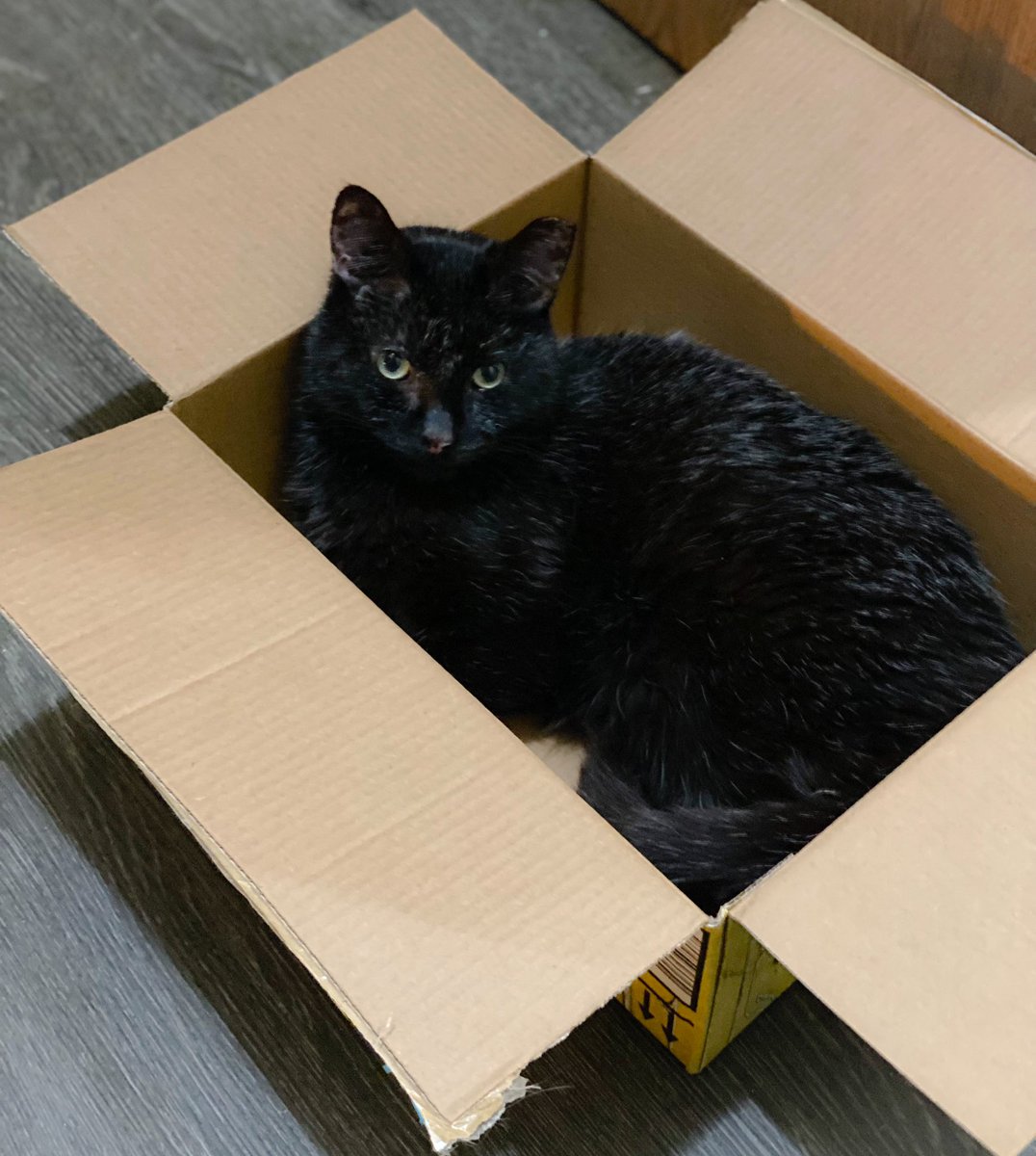 KittyInTheMitty's tweet photo. @bigboypumpkin My kitty Samwell found an Amazon box today! πΊπ€ https://t.co/Czq2XdT7iS